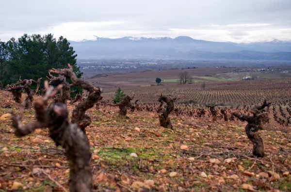 Bierzo old vines